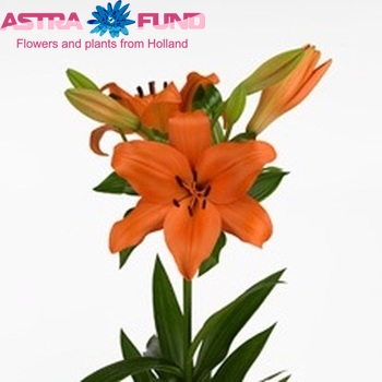 Lilium Longiflorum x Aziatische Grp 'Pavane' Foto