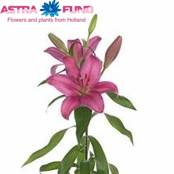 Lilium Longiflorum x Aziatische Grp 'Pirandello' photo