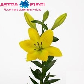 Lilium Longiflorum x Aziatische Grp 'Pratolo' фото