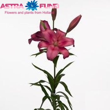 Lilium Longiflorum x Aziatische Grp 'Purple Diamond' Foto