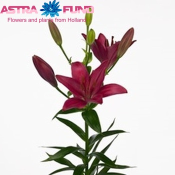 Lilium Longiflorum x Aziatische Grp 'Relucida' фото