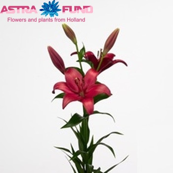 Lilium Longiflorum x Aziatische Grp 'Renesse' photo