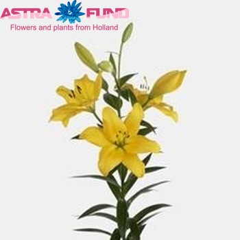 Lilium Longiflorum x Aziatische Grp 'Royal Show' foto