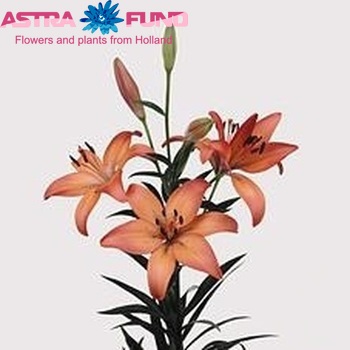 Lilium Longiflorum x Aziatische Grp 'Royal Sunset' photo