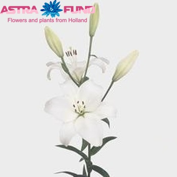 Lilium Longiflorum x Aziatische Grp 'Snow Diamond' Foto