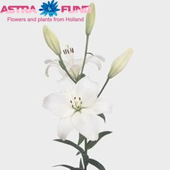 Lilium Longiflorum x Aziatische Grp 'Snow Diamond' foto