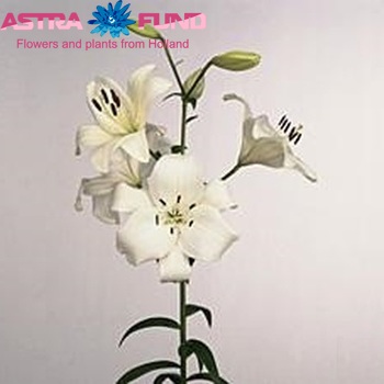 Lilium Longiflorum x Aziatische Grp 'Sylvana' photo