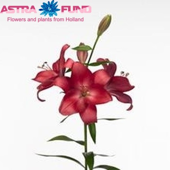 Lilium Longiflorum x Aziatische Grp 'Tamburo' Foto