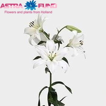 Lilium Longiflorum x Aziatische Grp 'Timaru' фото