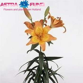 Lilium Longiflorum x Aziatische Grp 'Vera Cruz' photo