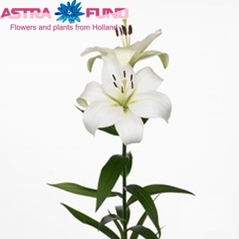 Lilium Longiflorum x Aziatische Grp 'Verviers' Foto