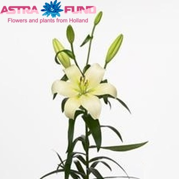 Lilium Longiflorum x Aziatische Grp 'Vivendi' Foto