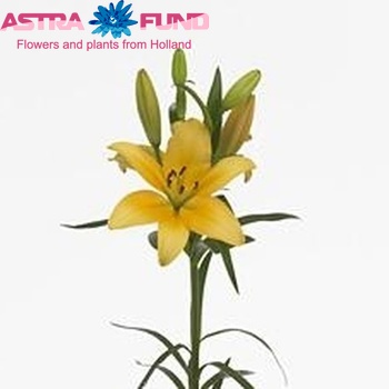 Lilium Longiflorum x Aziatische Grp 'Yellow Thunder' фото