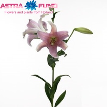 Lilium Longiflorum x Oriental Grp 'Dolcetto' Foto