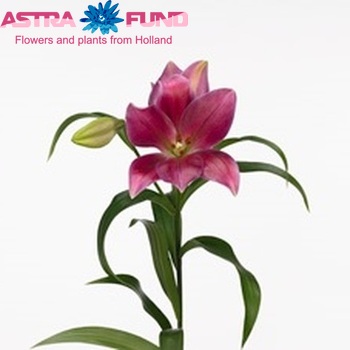 Lilium Longiflorum x Oriental Grp 'El Condor' Foto