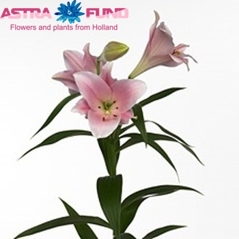 Lilium Longiflorum x Oriental Grp Sensation Chiara zdjęcie