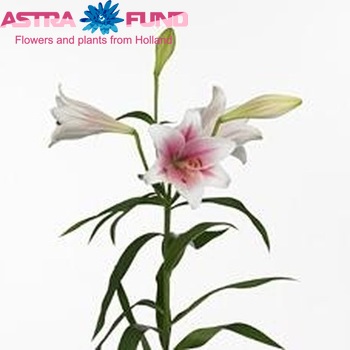 Lilium Longiflorum x Oriental Grp Sensation Kariba zdjęcie