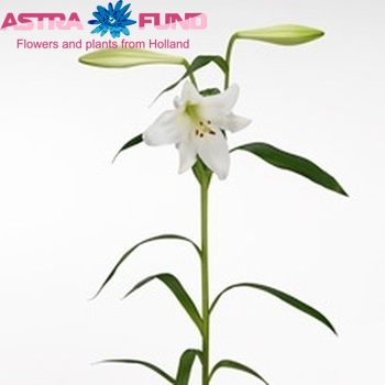 Lilium Longiflorum x Oriental Grp 'Tanita' foto