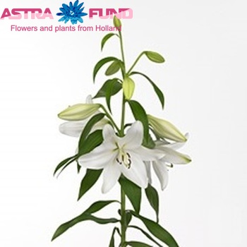 Lilium Longiflorum x Oriental Grp 'Terni' zdjęcie