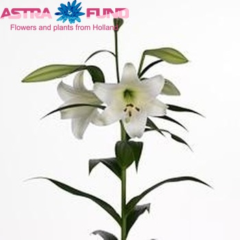 Lilium Longiflorum x Oriental Grp White Triumph foto