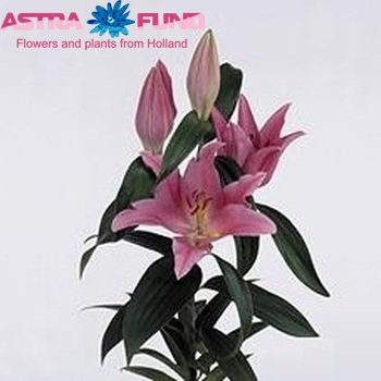 Lilium Or  'Argentina' Foto