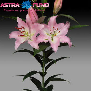 Lilium Or  'Biscarrosse' Foto