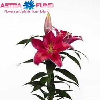 Lilium Or  'Indiana' photo