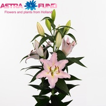 Lilium Or  'Lake Winnipeg' Foto