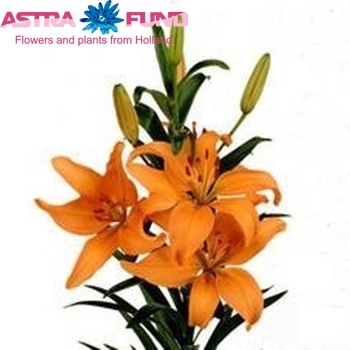 Lilium Or  Mountain' Foto