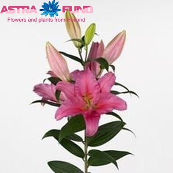 Lilium Or 'Akemi' photo