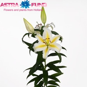 Lilium Or 'Alessia' Foto