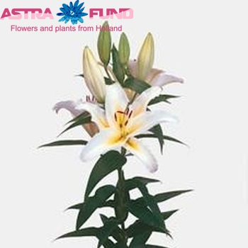 Lilium Or 'Anais Anais' photo