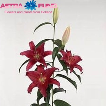 Lilium Or 'Arabian Red' photo