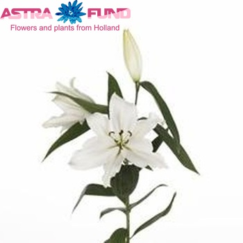 Lilium Or 'Ariosto' photo