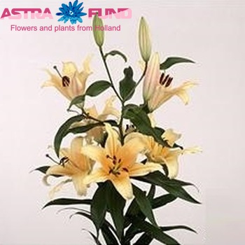 Lilium Or 'Avocado' Foto