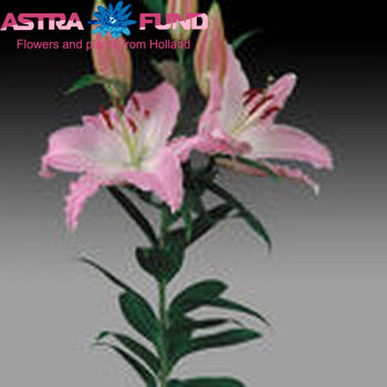 Lilium Or 'Belgrado' photo