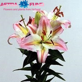 Lilium Or 'Bergamo' photo