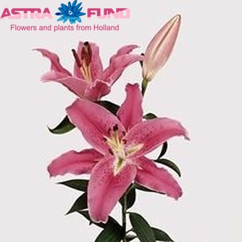 Lilium Or 'Bernini' foto