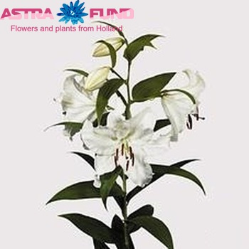 Lilium Or 'Casa Blanca' foto