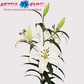 Lilium Or 'Cassandra' zdjęcie