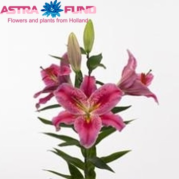 Lilium Or 'Cassini' Foto