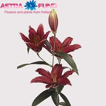 Lilium Or Cobra zdjęcie