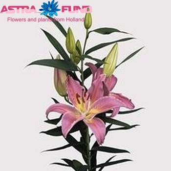 Lilium Or 'Corso' Foto