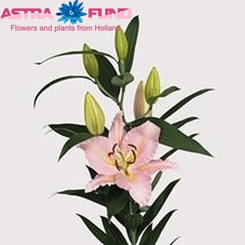 Lilium Or 'Genova' foto