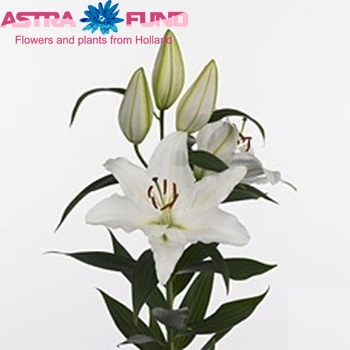 Lilium Or 'Gisborn' photo