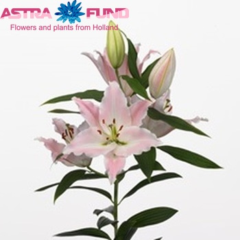 Lilium Or 'Gracia' photo