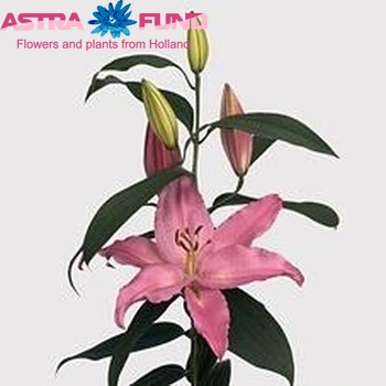 Lilium Or Justina zdjęcie