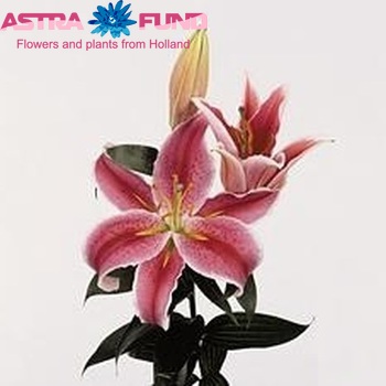 Lilium Or 'La Mancha' photo