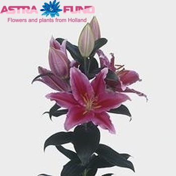 Lilium Or 'Lake Carey' foto