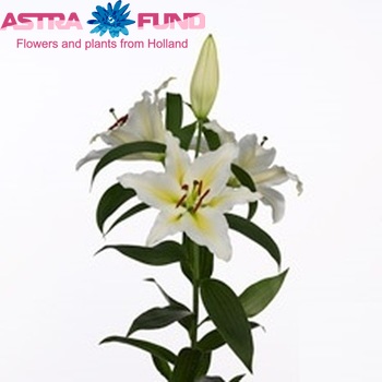 Lilium Or 'Legend' photo